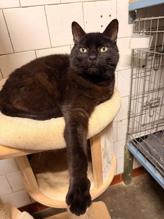 Odsam kota do adopcji