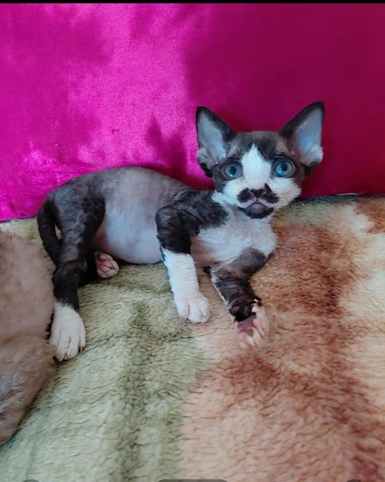 Котята ДЕВОН -РЕКС