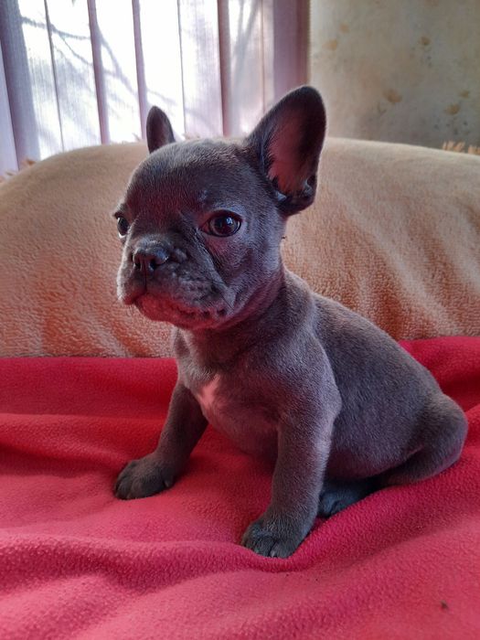Французський бульдог хлопчик