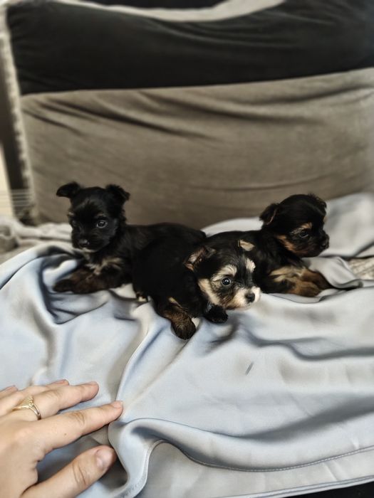 Yorkshire terrier York