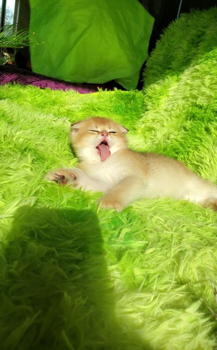 Ручные малышики. Котята золотая шиншилла.