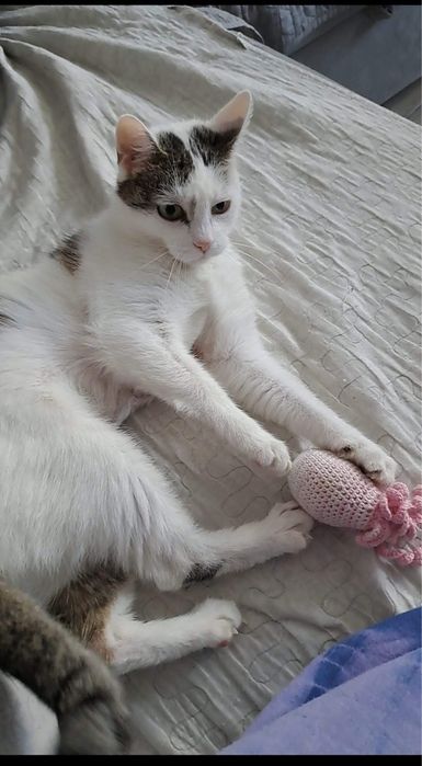 Nela- około 8-letnia kotka chce Ci oddać całe swoje kocie serce