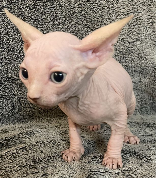 Gatinho Sphynx nascido 20/04