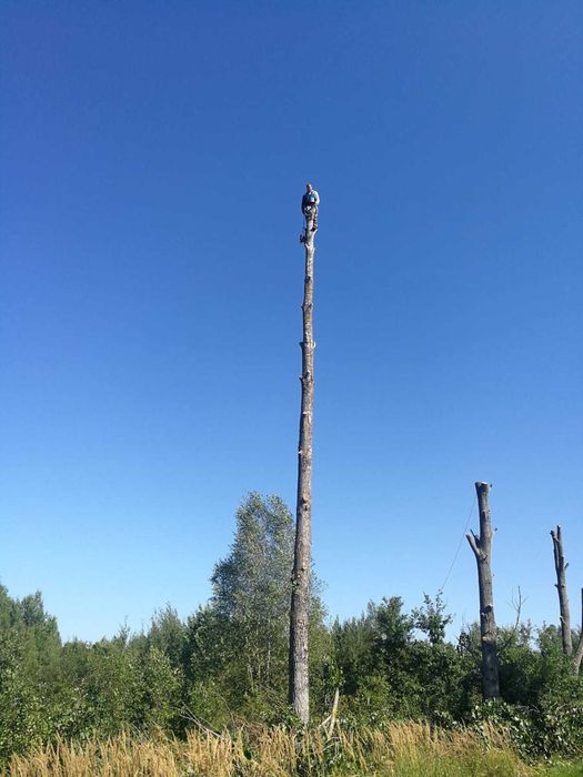 Wycinka drzew Ścinka drzew