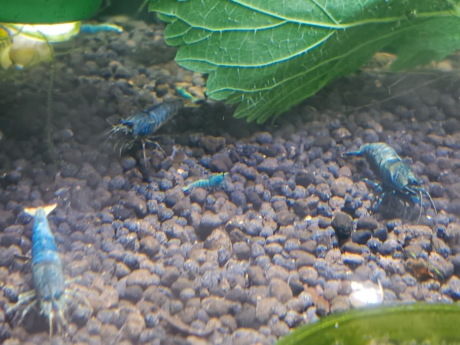 Krewetki Blue Bolt