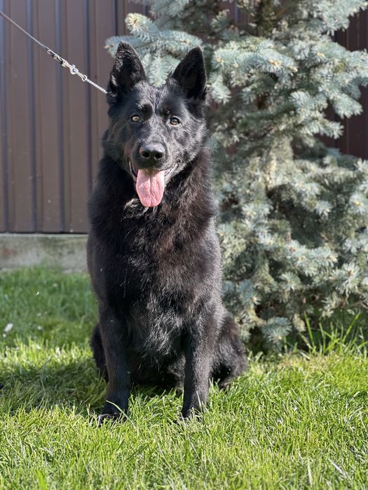 Німецька вівчарка