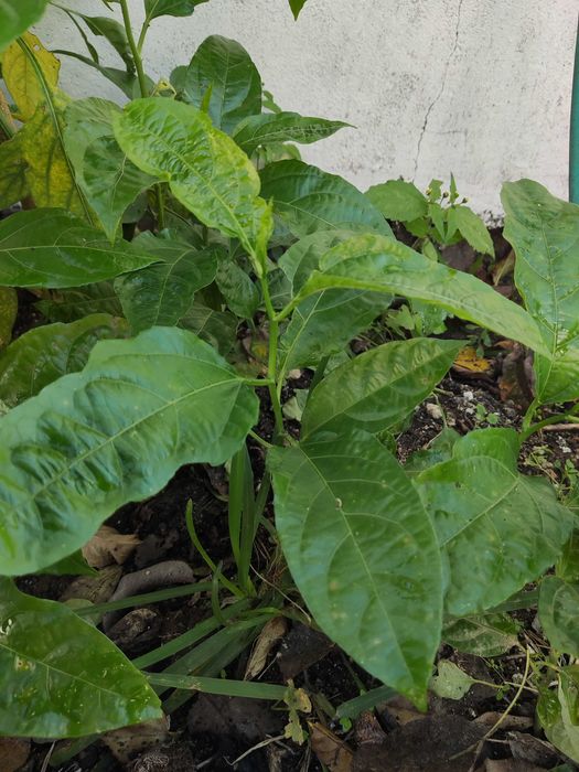 Planta maracujá ou Semente