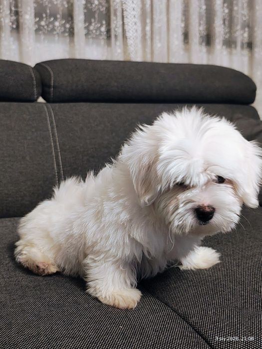 Maltańczyk piesek ostatni