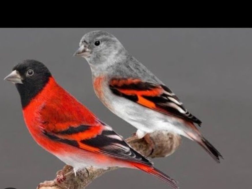 Canarios e cardinalitos
