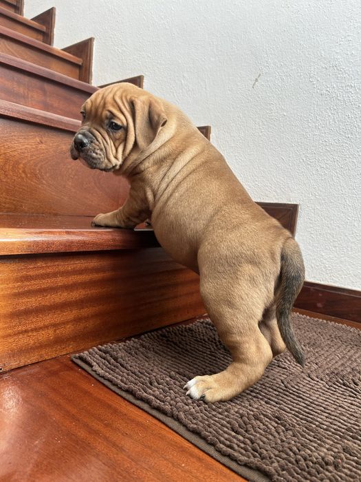 American Bully Pocket