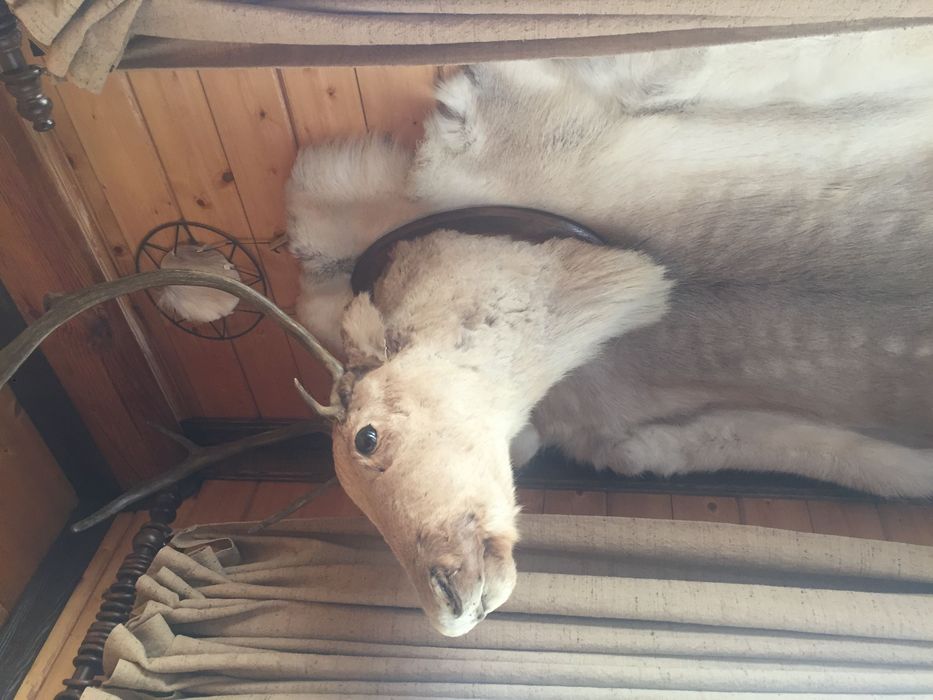 Северный олень чучело головы