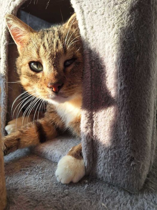 Pokochaj KULISIA - kocurka z niedowładem nóżek