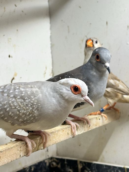 Gołąbki Diamentowe para Łęgowa