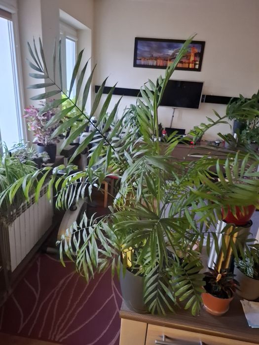 Kwiat palma doniczkowa