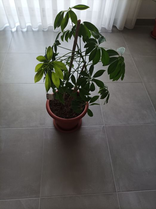 Vendo planta  de interior