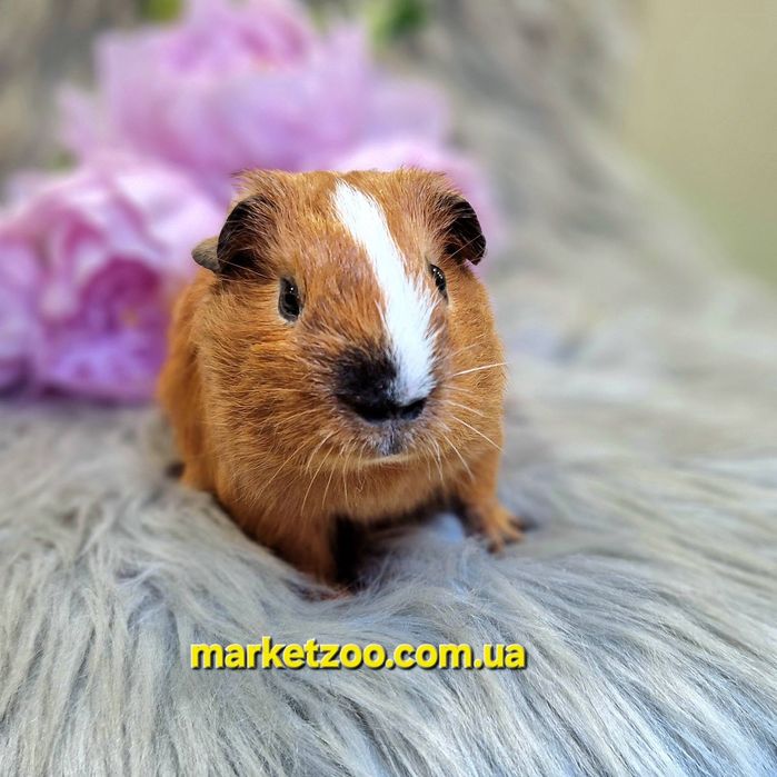 Морська свинка, морская свинка, морские, свинки Калифорния, морські