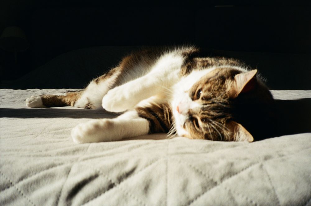 Плівковий фотоапарат Canon Sure Shot Tele