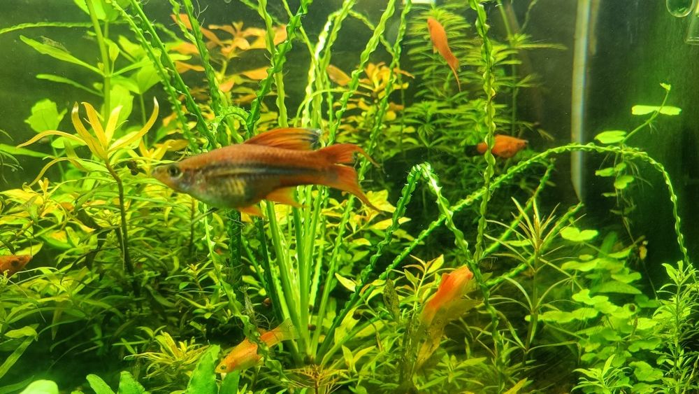 Mieczyki   różne odmiany 4-6 cm