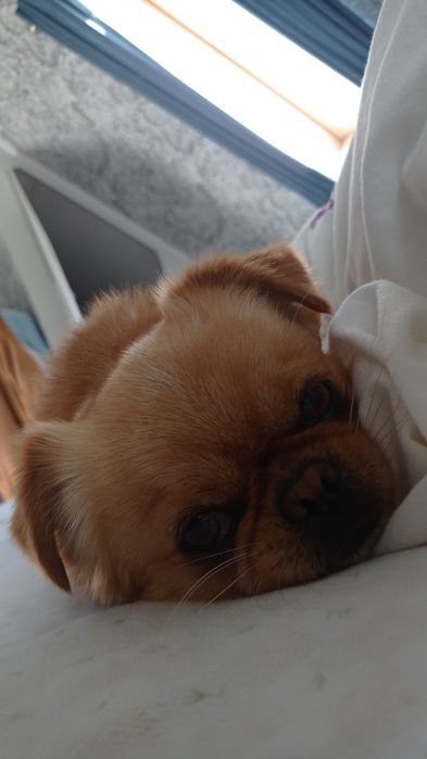 Чистокровний, короткошерстий пекінес готовий до в'язки