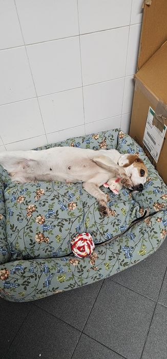 Cadelas Beagle para Adopção