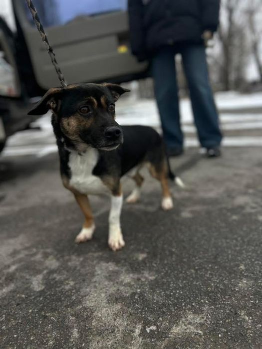 Добрый мальчик Патрон отдам в семью