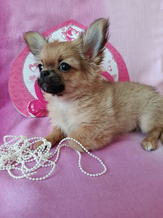 Любов з першого погляду!!!