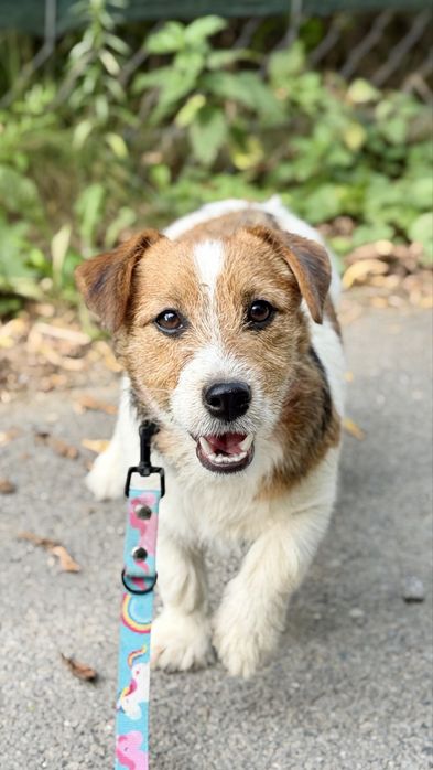 Suczka Jack Russell terrier ZKWP/FCI szorstkowlosa