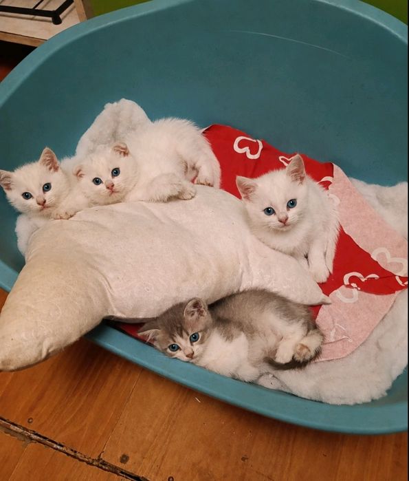 Шотландці скотіш фолд хлопчик