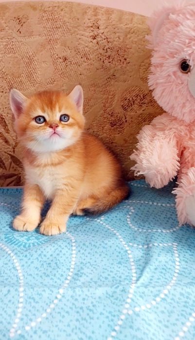 Шотландське Чудо Кошенятко хлопчик