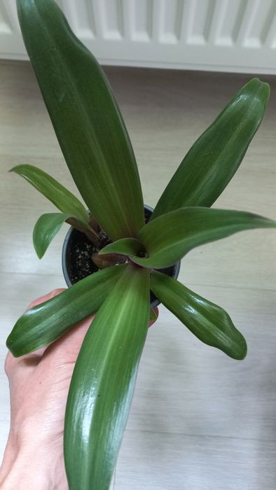 Рео зелена, сансевієрія, філодендрон Бразіл