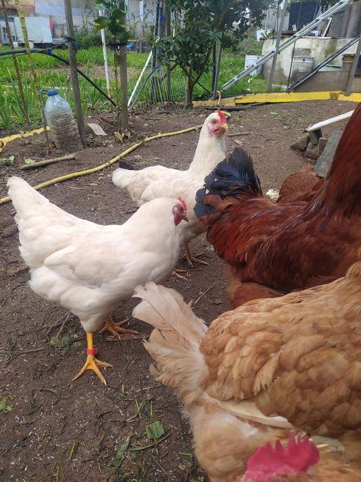 Ovos Galinhas Caseiras, Criadas  campo