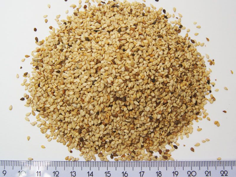 Sezam biały surowy 25 kg  na olej sezamowy do tłoczenia oleju