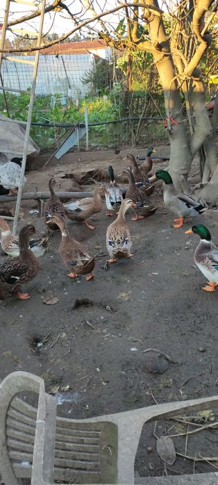 Ovos de pata Rouen férteis