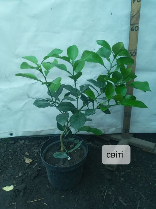 Солодкий цитрус Полтава