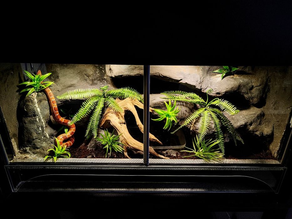 Wąż Zbożowy Terrarium Szafka