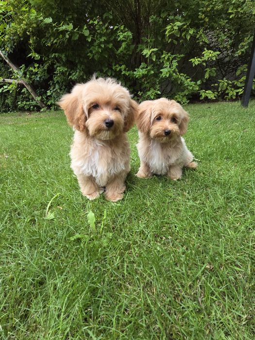 Maltipoo szczeniak maltańczyk & pudel