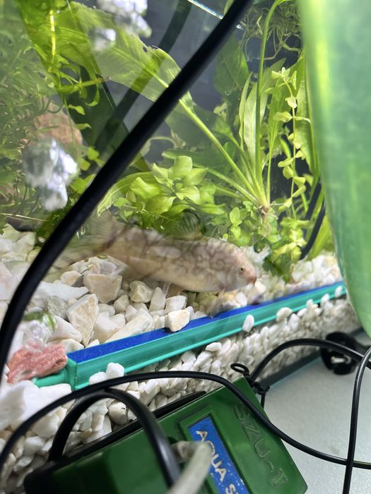 Rybki sprzedam lub zamienie