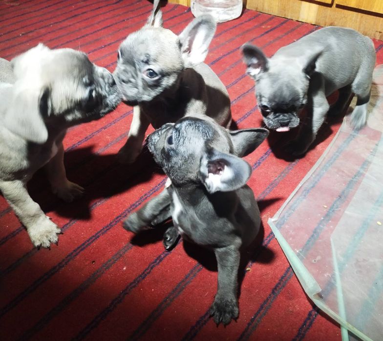 Продам цуценят Французький бульдог