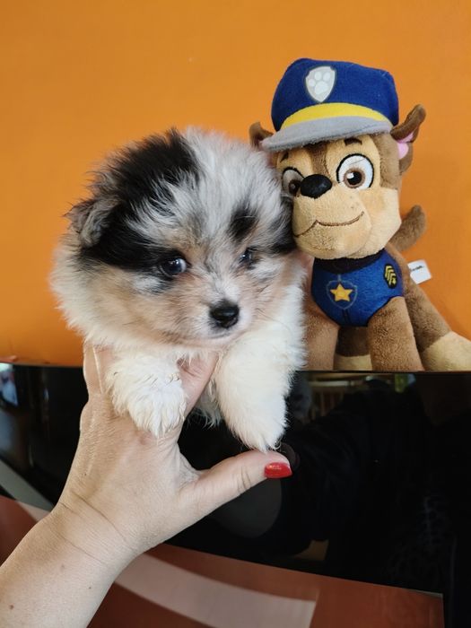 Spitz alemão Blue Merle