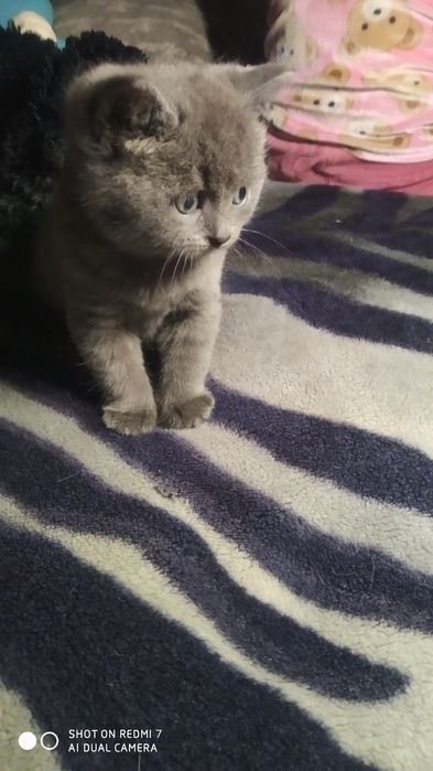 Британские котята