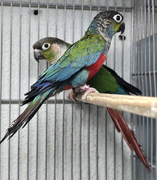 Pyrrhuras lindíssima