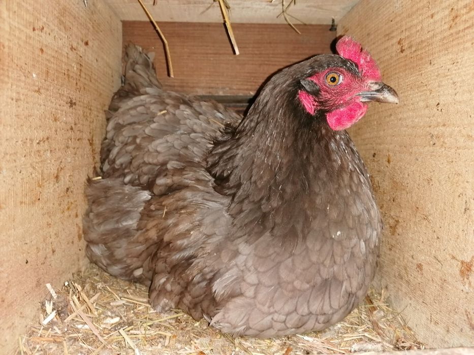 Sprzedaż swojskich jaj