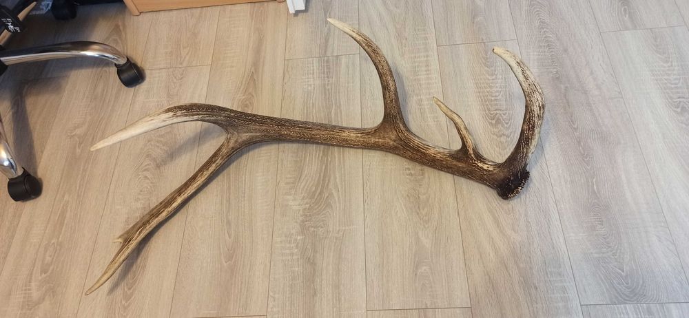 Duże poroże jelenia