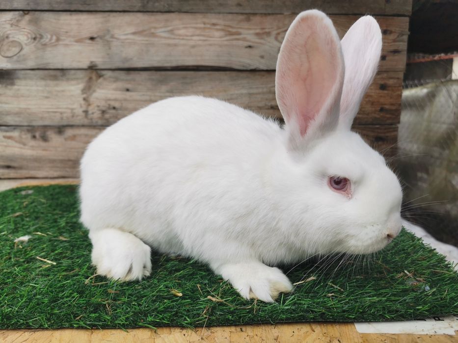 Samiec król mix termondzki kalifornijski