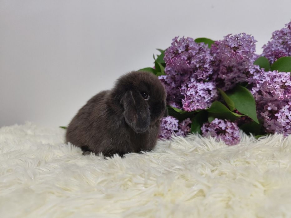 Urocze króliczki Mini Lop. Komplet szczepień. Wolne maluszki.