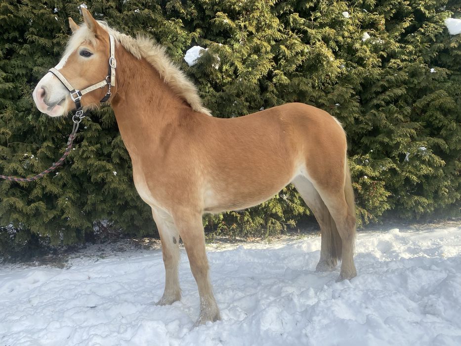 Klacz haflinger klacz