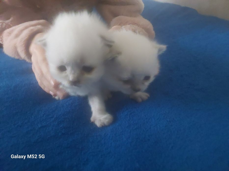 Продам шотландських котят окрас колор -пойнт