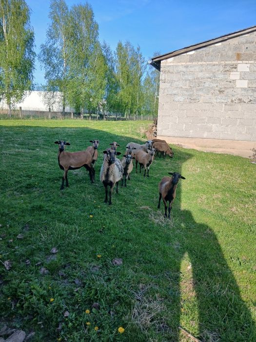 Owca kamerunska.