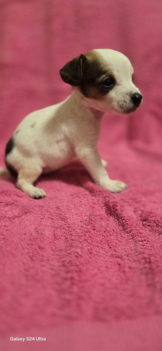 Девочка Джек Рассел