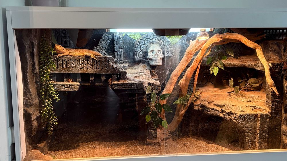 Agama brodata z terrarium